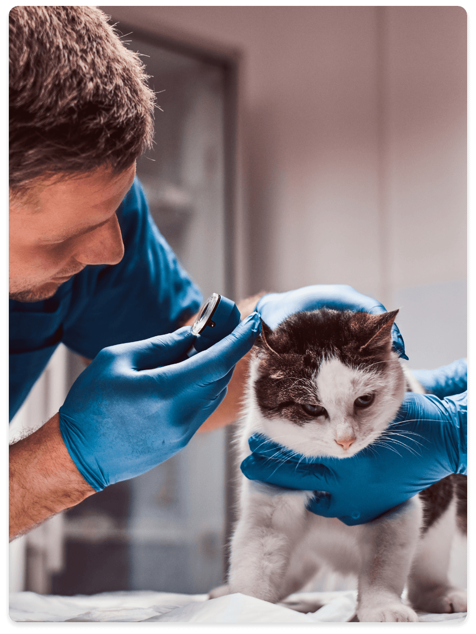 hh-pets-retea-de-specialist-animale-companie