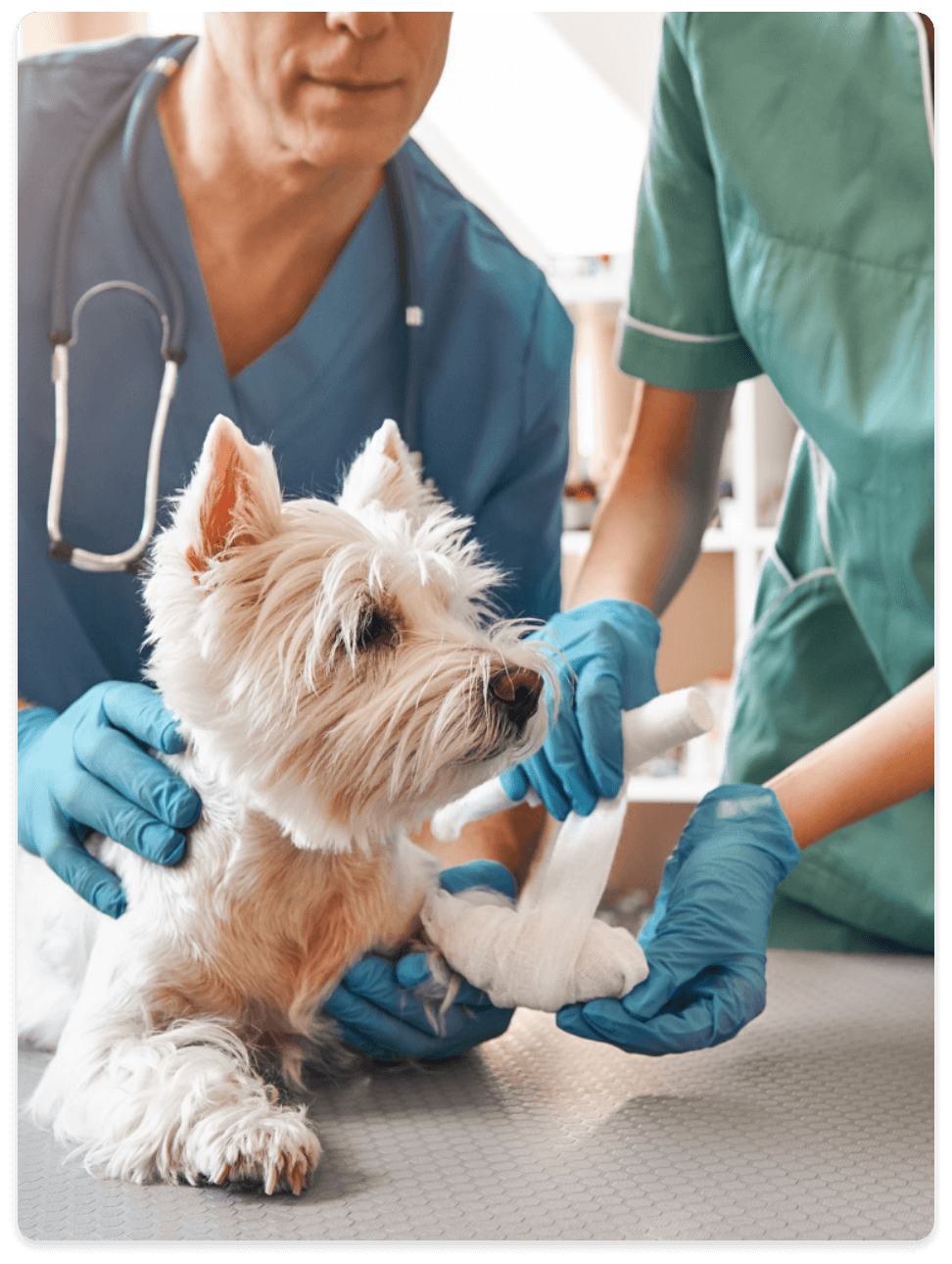 hh-pets-servicii-veterinare