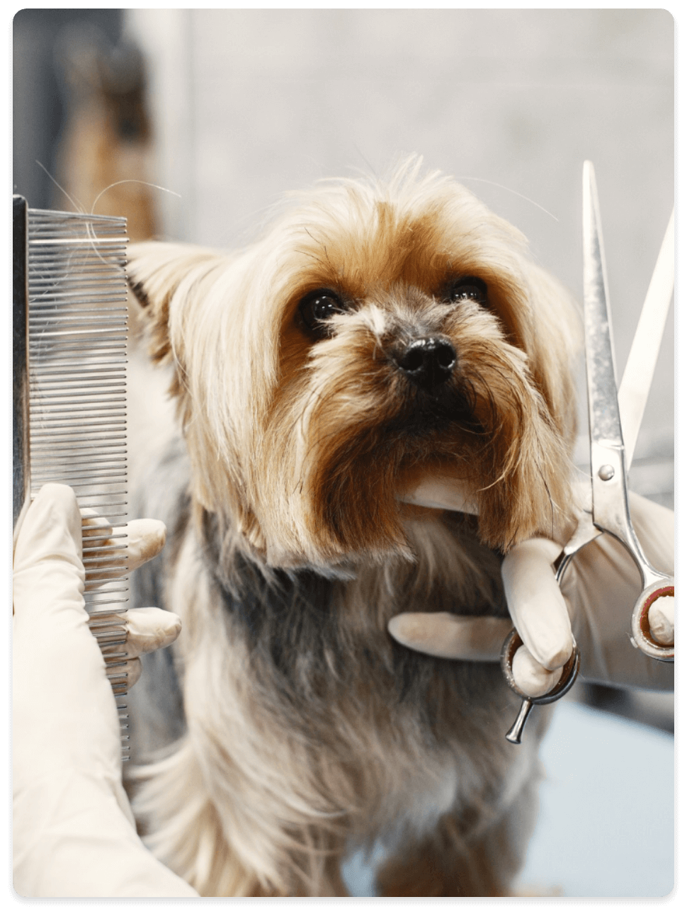 hhpets-animale-companie